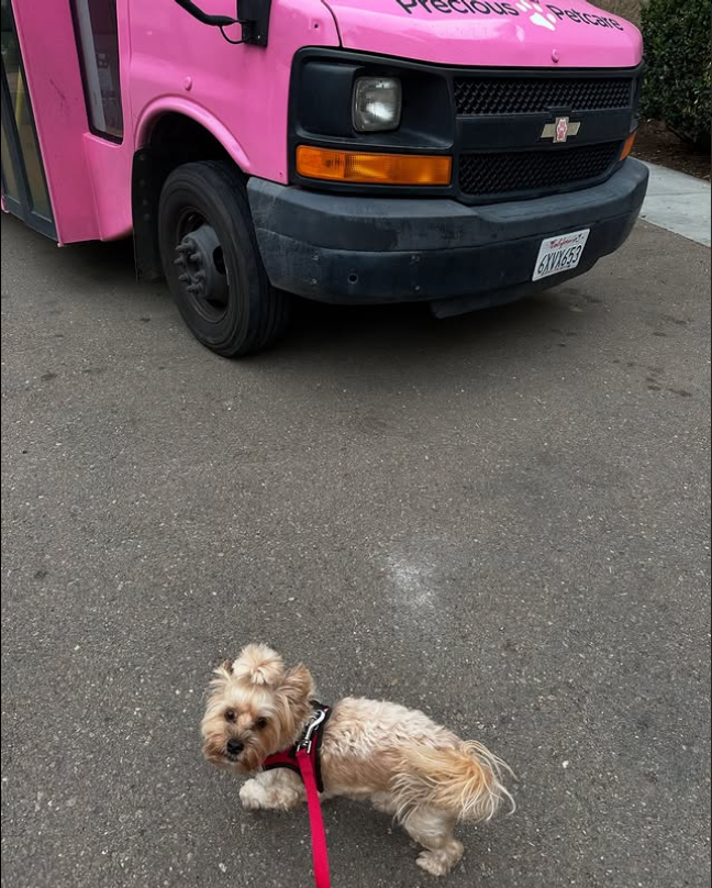 The Magic Pink Bus: San Diego’s Cutest Ride for Your Pet 5 Small terrier mix on a red leash stands on pavement, looking back toward the camera, with a pink pet transportation van labeled “Precious Petcare” in the background.