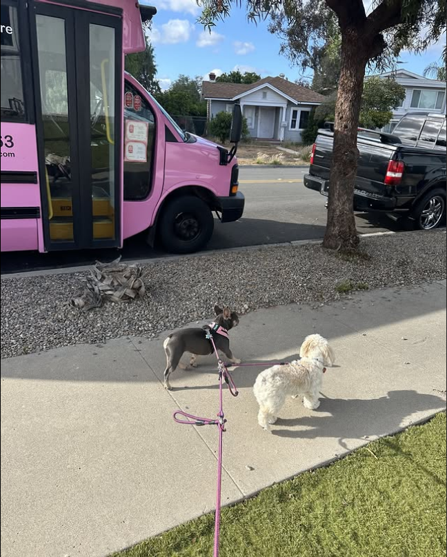 Two small dogs on pink leashes walk along a suburban sidewalk near a parked pink pet transportation van, suggesting a pickup service.