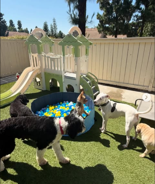 Group of dogs playing in a daycare yard with a ball pit and slide – San Diego dog daycare.