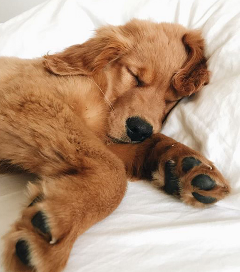 Golden Retriever puppy peacefully sleeping on a white bed – San Diego pet sitting services.