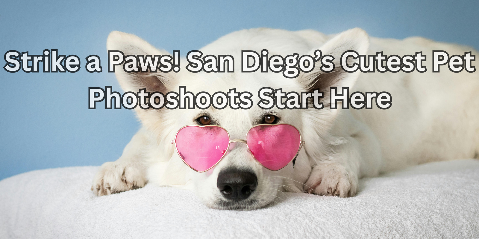 Pet Photographers in San Diego 9 dog birthday photographer San Diego