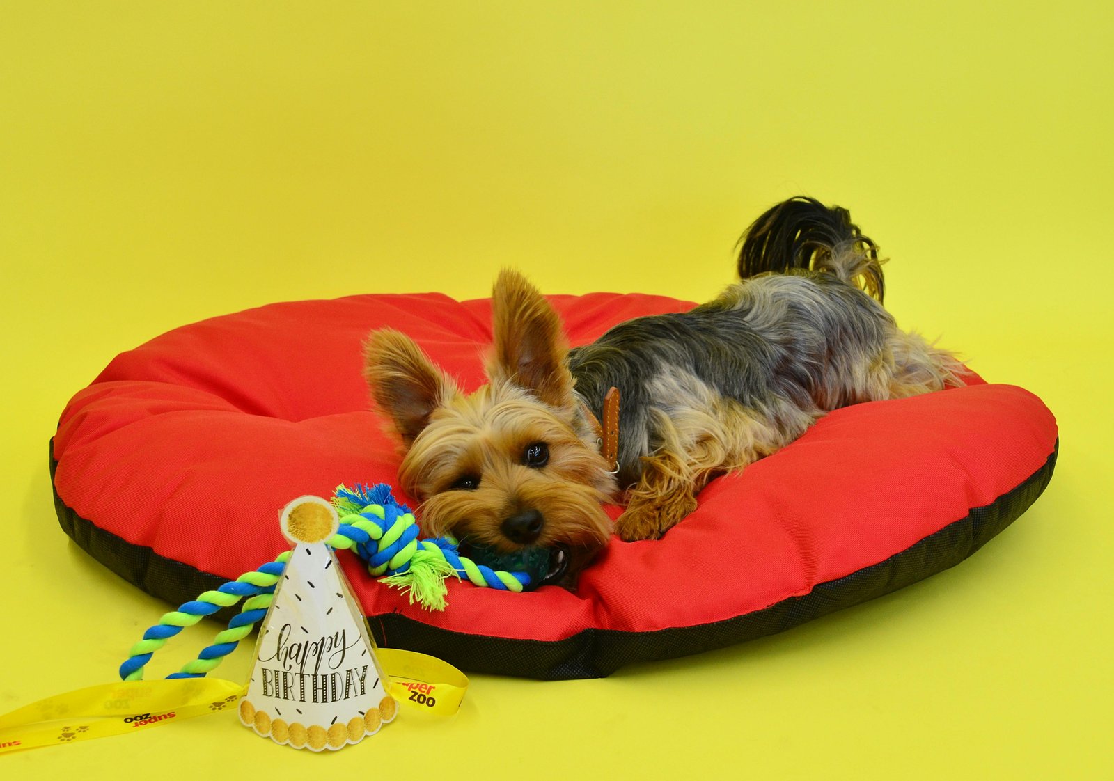 🎂 Does My Dog Really Enjoy a Birthday Party? 5 pexels crina doltu 490924 28802857