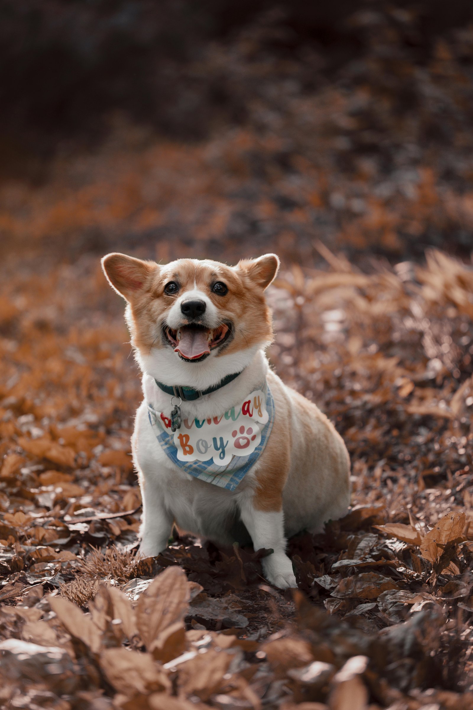 pexels-gursher-gill-63702010-32439633