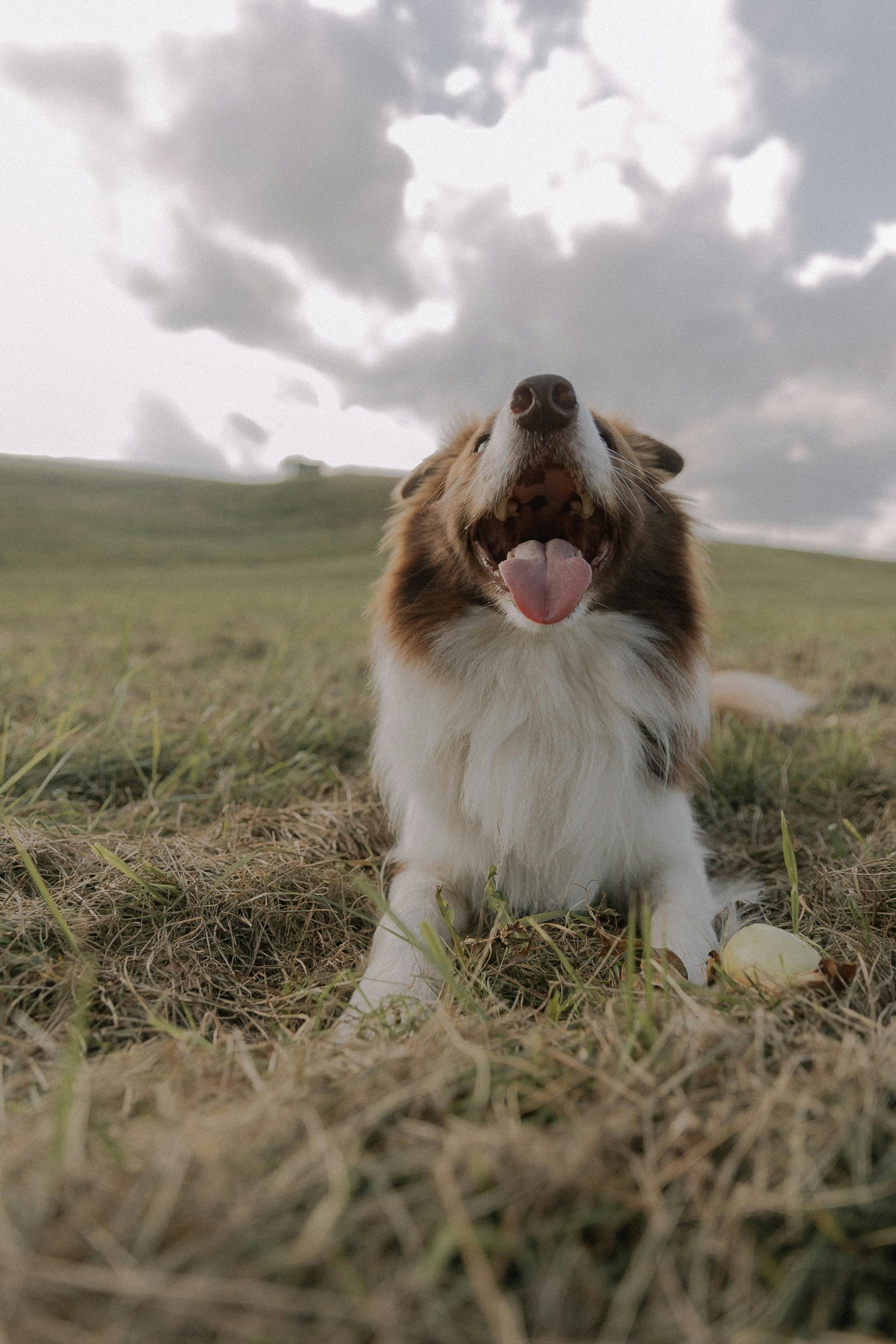 Home 51 Allison Shamrell Pet Photography – San Diego Pet Photography