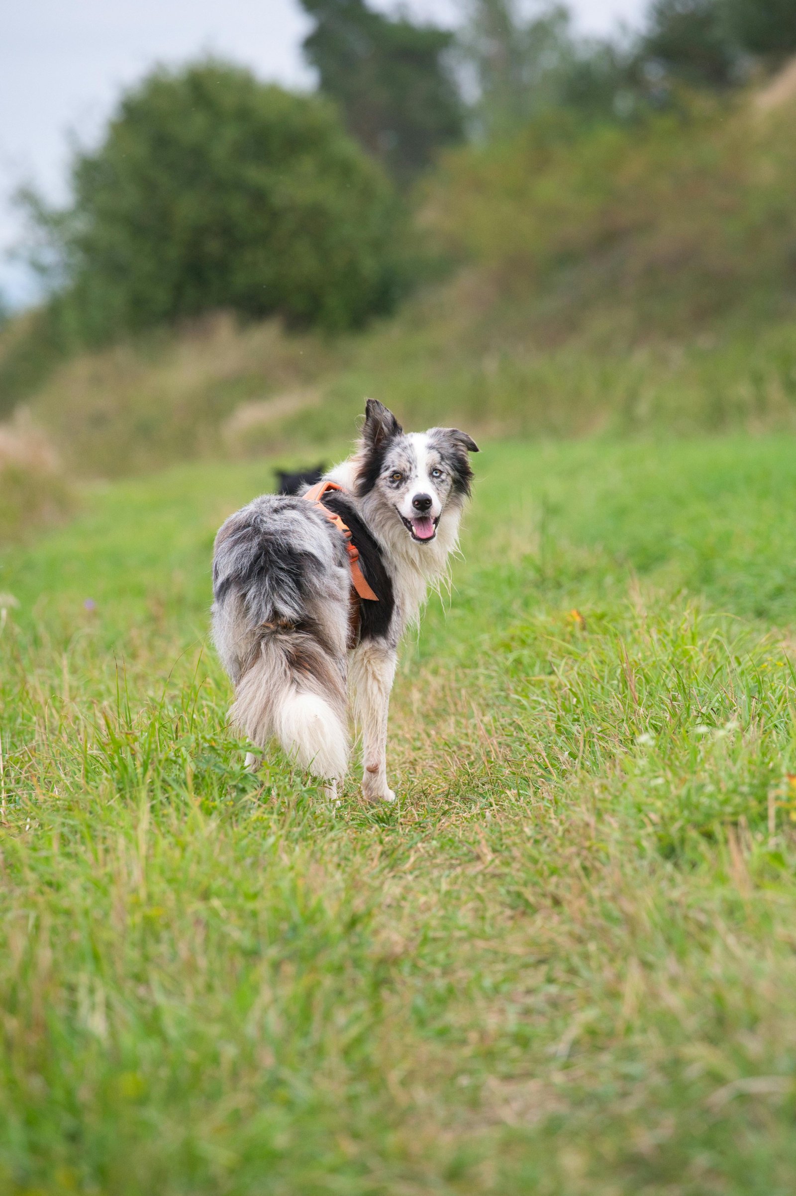 pexels-michal-petras-2152077115-33838848