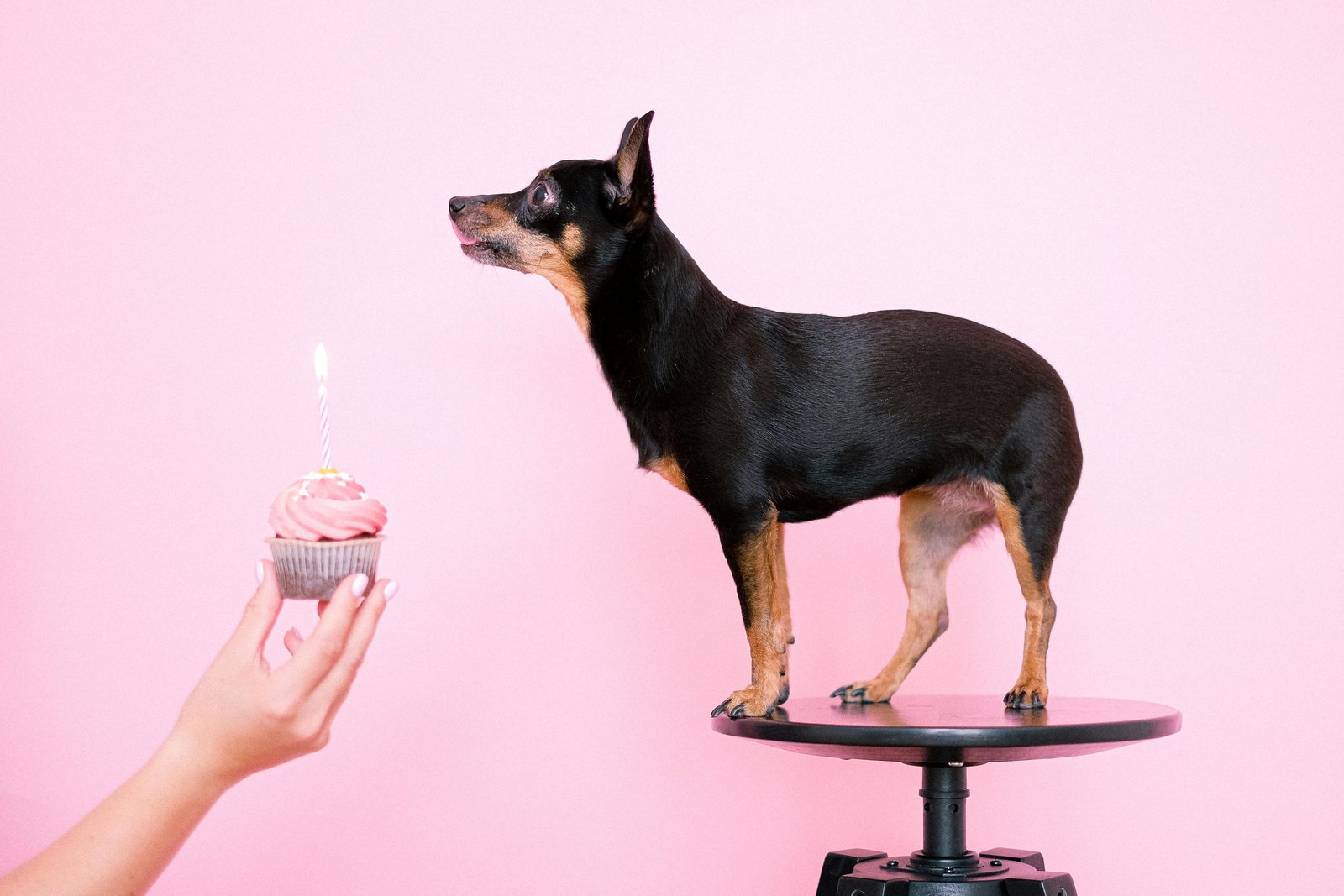 Top Dog Birthday Cake Ideas in San Diego With Local Vendors