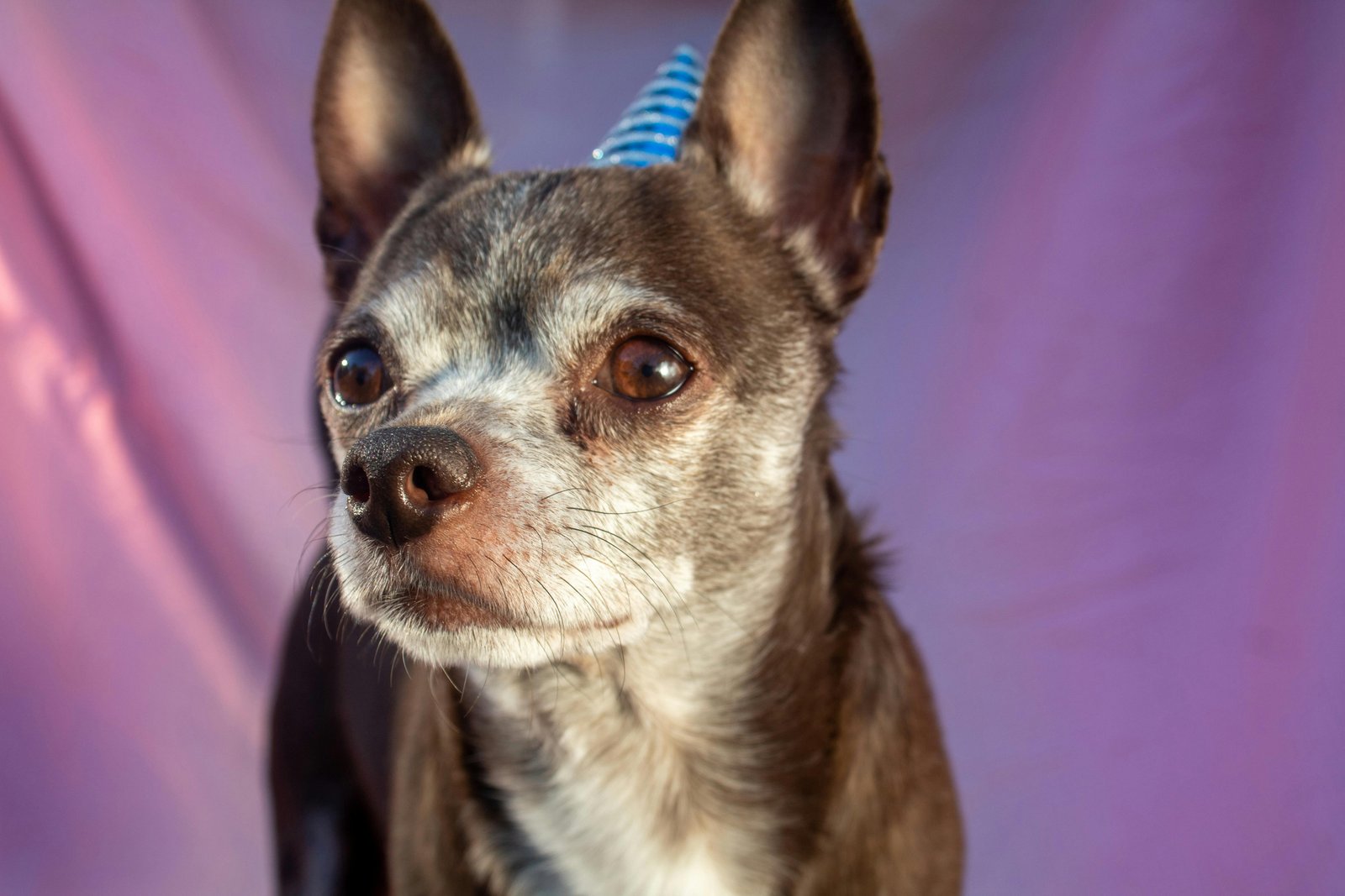Home 59 A cute dog wearing a blue party hat, styled by San Diego Pet Party Planners for a festive celebration.