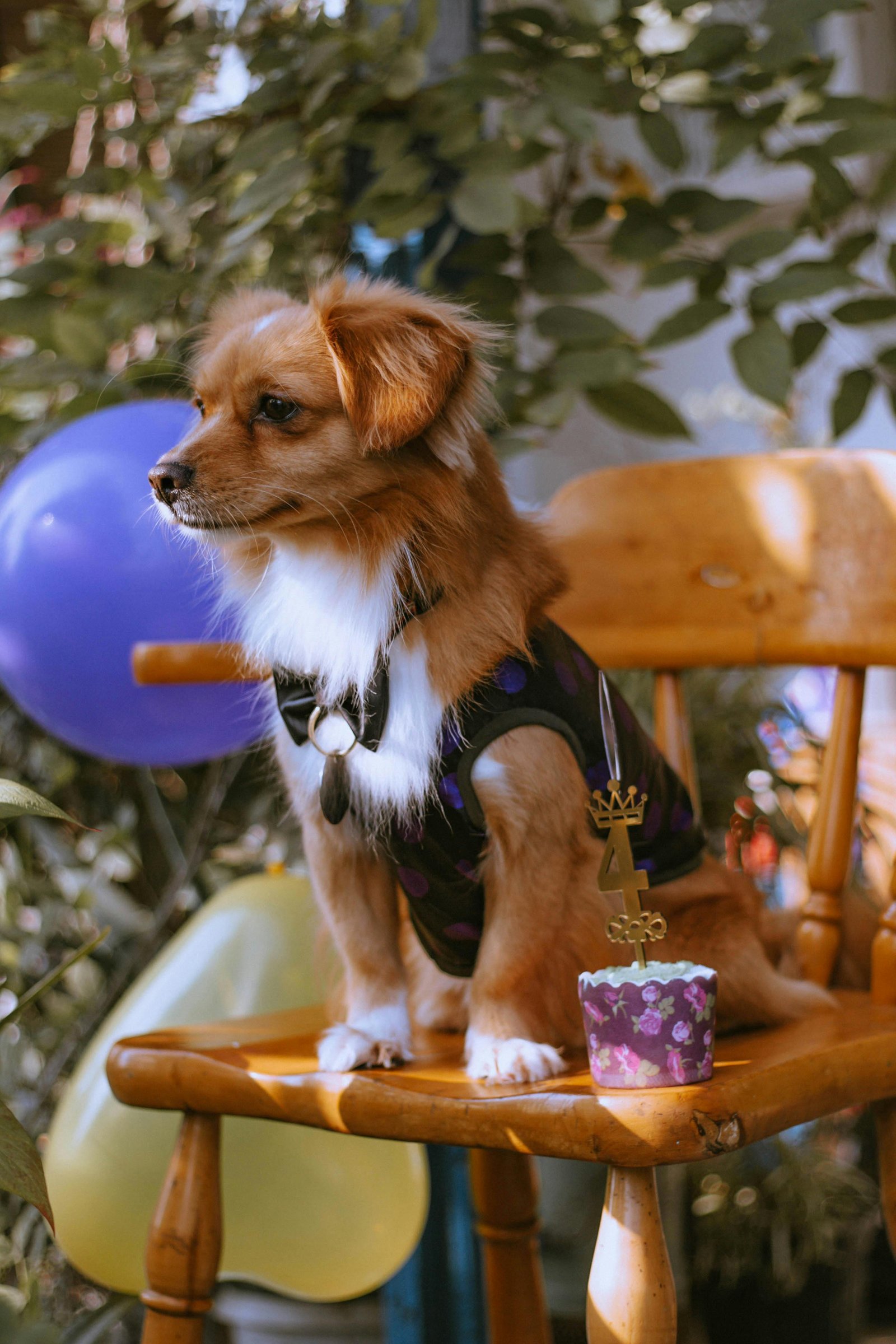 Home 60 Small brown dog at a puppy shower sitting on a chair with balloons and a pupcake
